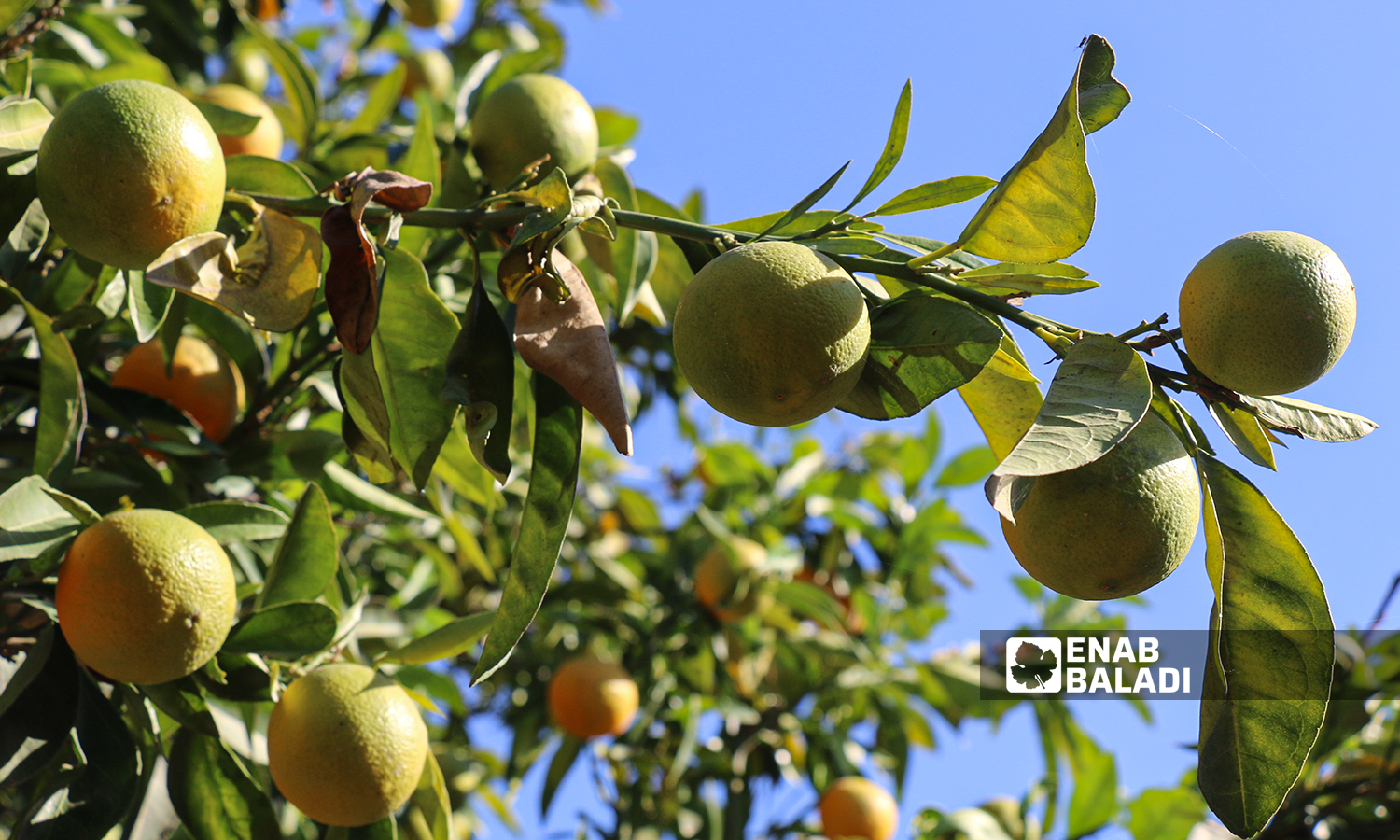 An orange tree in al-Alyani village in Idlib’s western countryside - 10 November 2021 (Enab Baladi/Iyad Abdul Jawad)