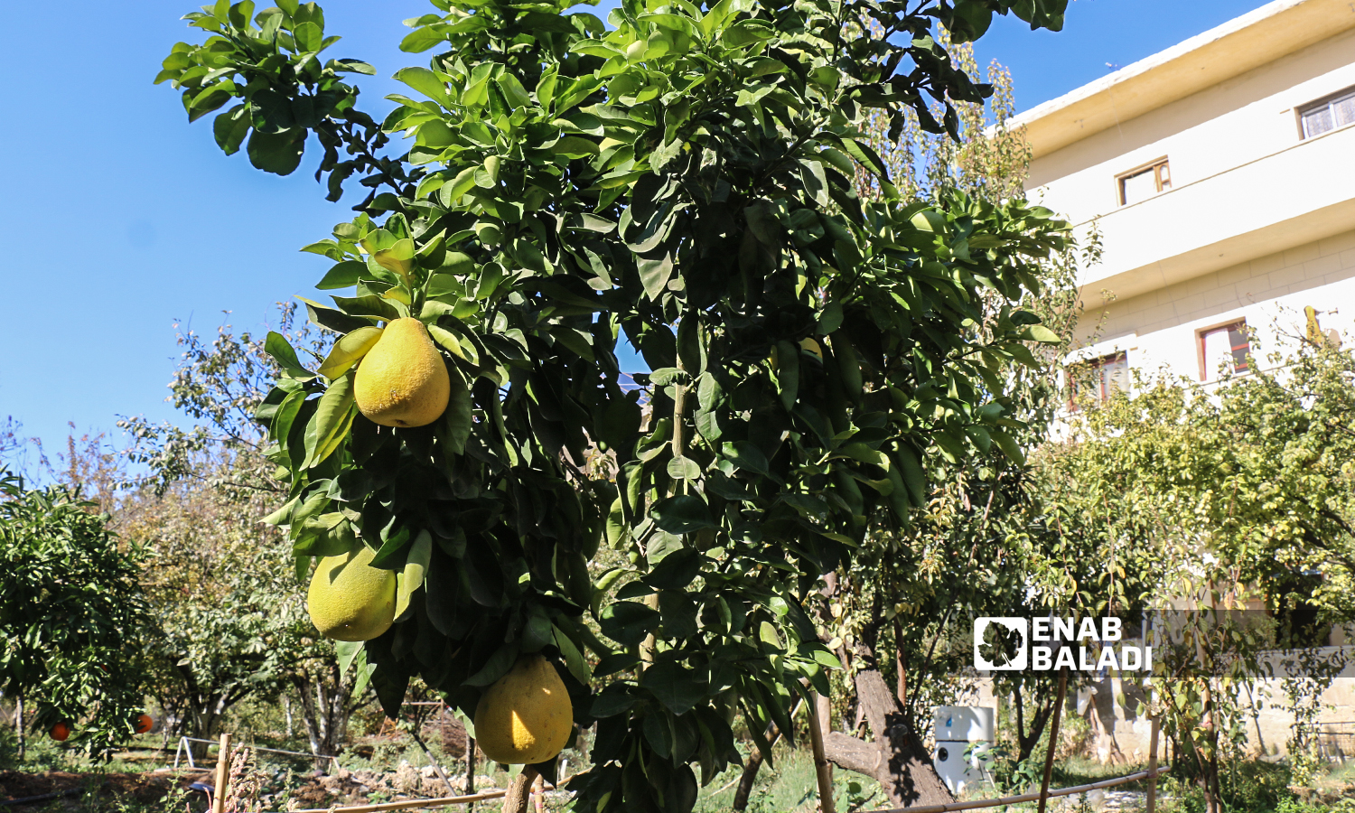 A grapefruit tree in al-Alyani village in Idlib’s western countryside - 10 November 2021 (Enab Baladi/Iyad Abdul Jawad)
