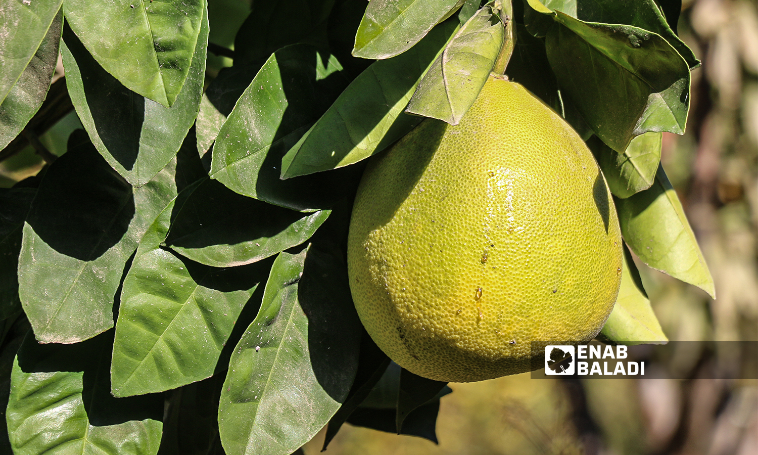 A grapefruit tree in al-Alyani village in Idlib’s western countryside - 10 November 2021 (Enab Baladi/Iyad Abdul Jawad)