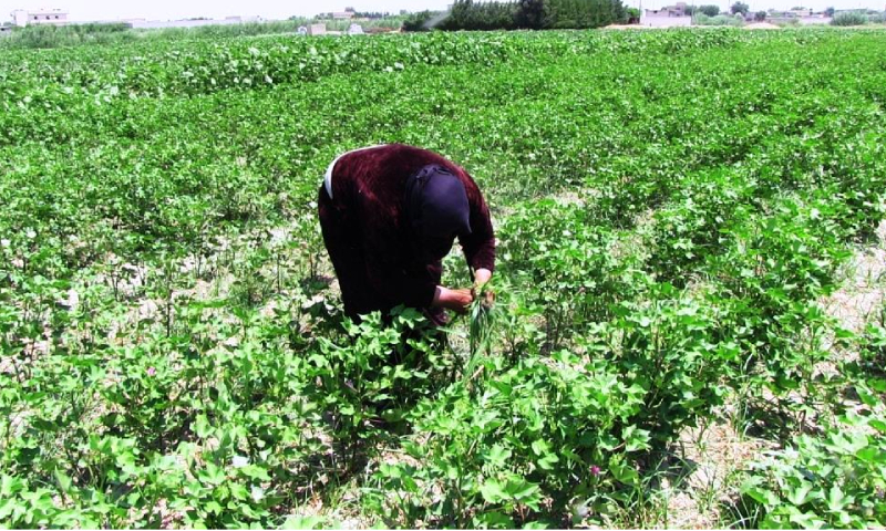 A female farmer taking care of cotton in the city of Raqqa (Hawar)