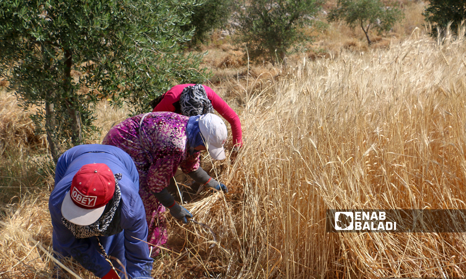 Locals from the villages of Rabeita and Radwa in the Barisha Mountain area in northern Idlib using the scythe to harvest wheat crops - 30 May 2021 (Enab Baladi/Iyad Abdul Jawad)