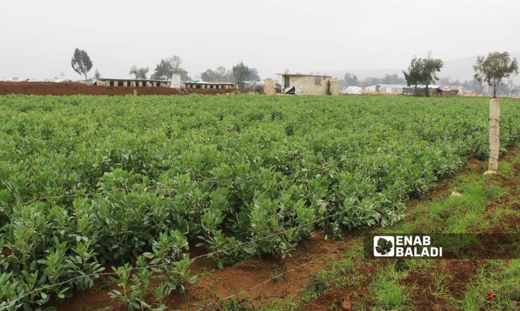 Frosts and rodents cause great losses to farmers in al-Rouj Plain in western Idlib - 8 February 2022 (Enab Baladi / Iyad Abdul Jawad)