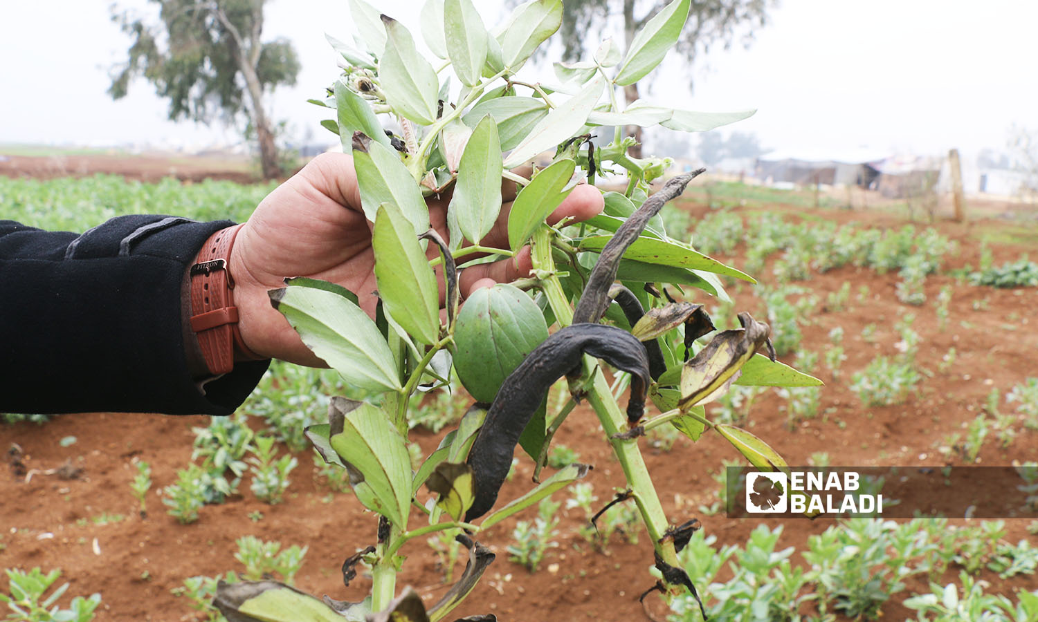 Frosts and rodents cause great losses to farmers in al-Rouj Plain in western Idlib - 8 February 2022 (Enab Baladi / Iyad Abdul Jawad)
