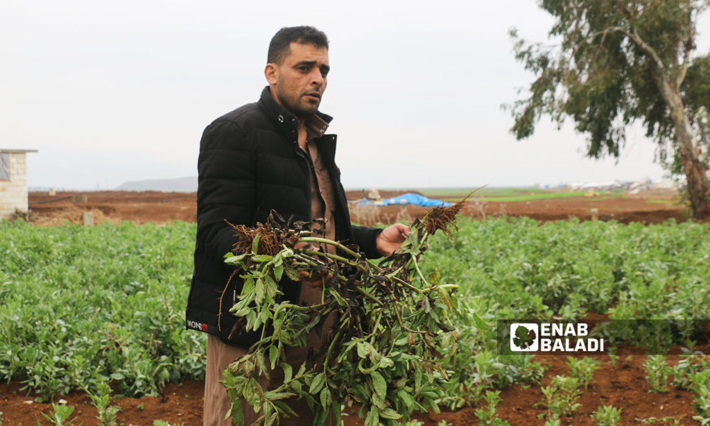 Frosts and rodents cause great losses to farmers in al-Rouj Plain in western Idlib - 8 February 2022 (Enab Baladi / Iyad Abdul Jawad)