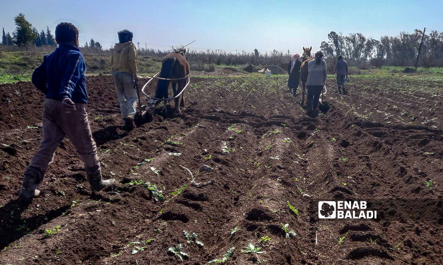 Primitive farming ways in Daraa