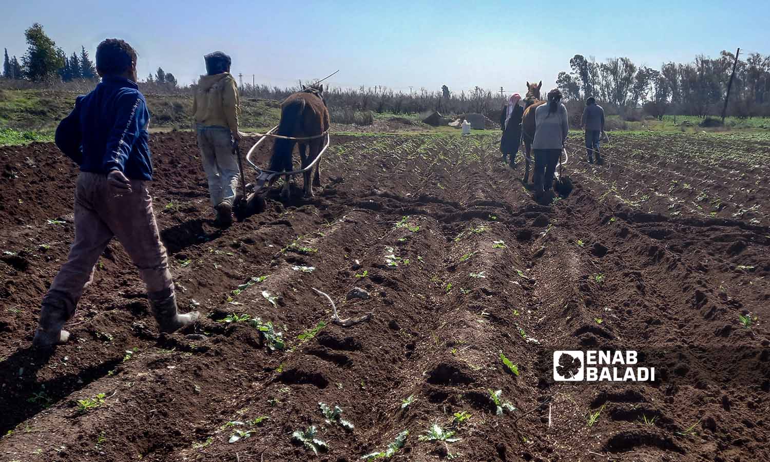 Farmers adopting primitive methods while cultivating their lands in the valleys of the Yarmouk Basin in the western countryside of Daraa governorate - 20 February 2022 (Enab Baladi - Halim Muhammad)
