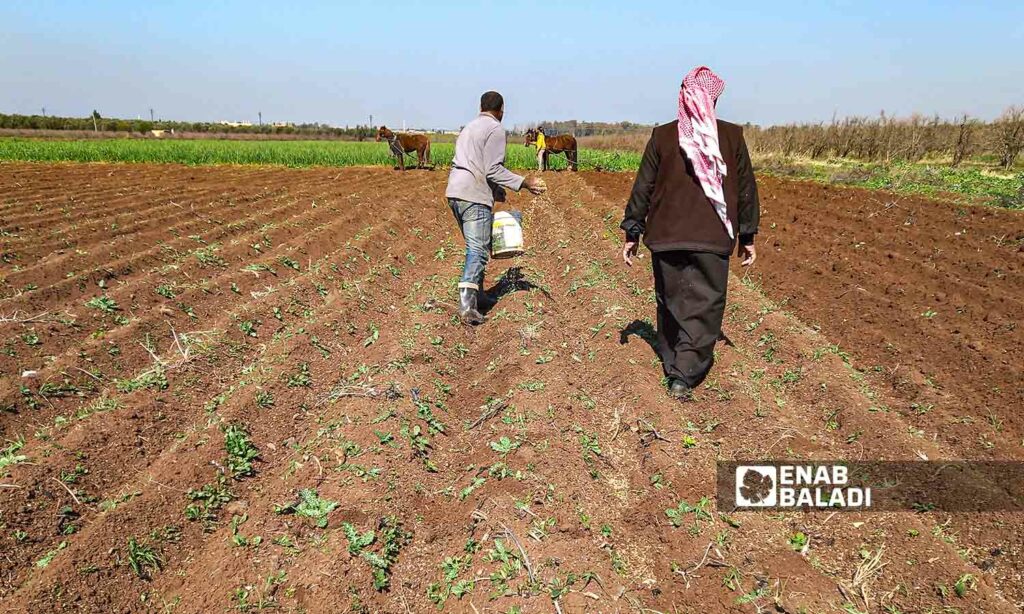 Farmers adopting primitive methods while cultivating their lands in the valleys of the Yarmouk Basin in the western countryside of Daraa governorate - 20 February 2022 (Enab Baladi - Halim Muhammad)