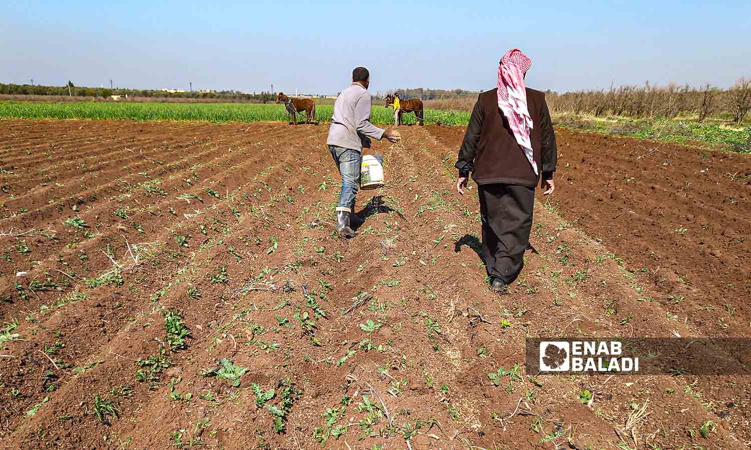Farmers adopting primitive methods while cultivating their lands in the valleys of the Yarmouk Basin in the western countryside of Daraa governorate - 20 February 2022 (Enab Baladi - Halim Muhammad)
