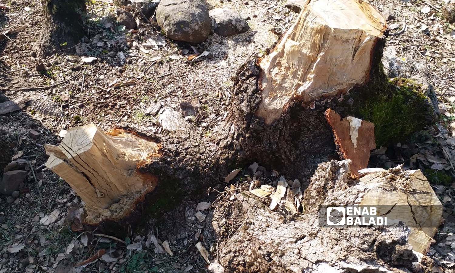Oak trees that were cut down (Enab Baladi/Mohammad Fahad)