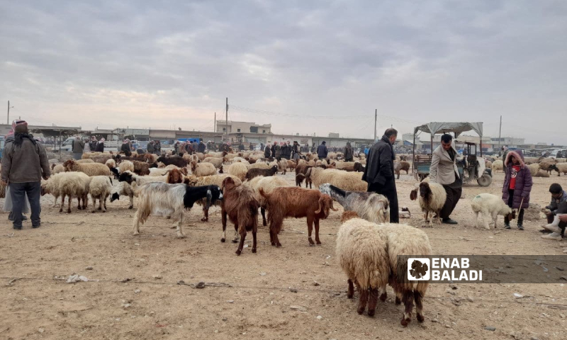 Al-Makaf sheep market in Raqqa city - 25 December 2021 (Enab Baladi/Hussam al-Omar)