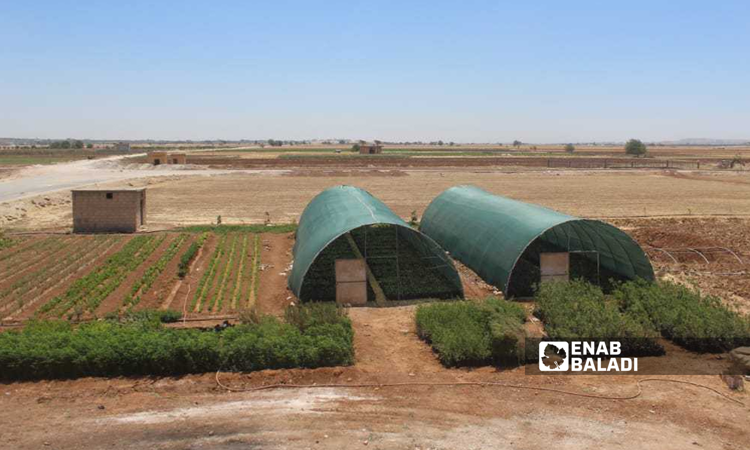 Plants in an agricultural nursery of the Qabasin Agriculture Directorate in the northern countryside of Aleppo - 22 February 2022 (Enab Baladi / Siraj Mohammad)