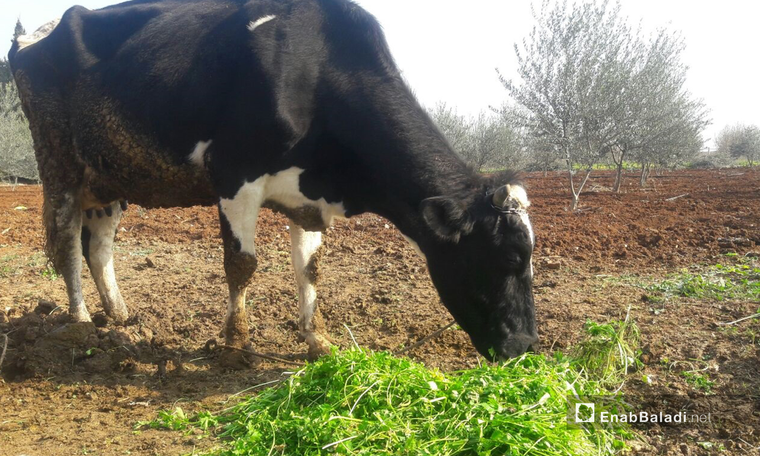 A cow feeding on alfalfa in the Daraa countryside - 2 January 2021 (Enab Baladi / Halim Muhammad)