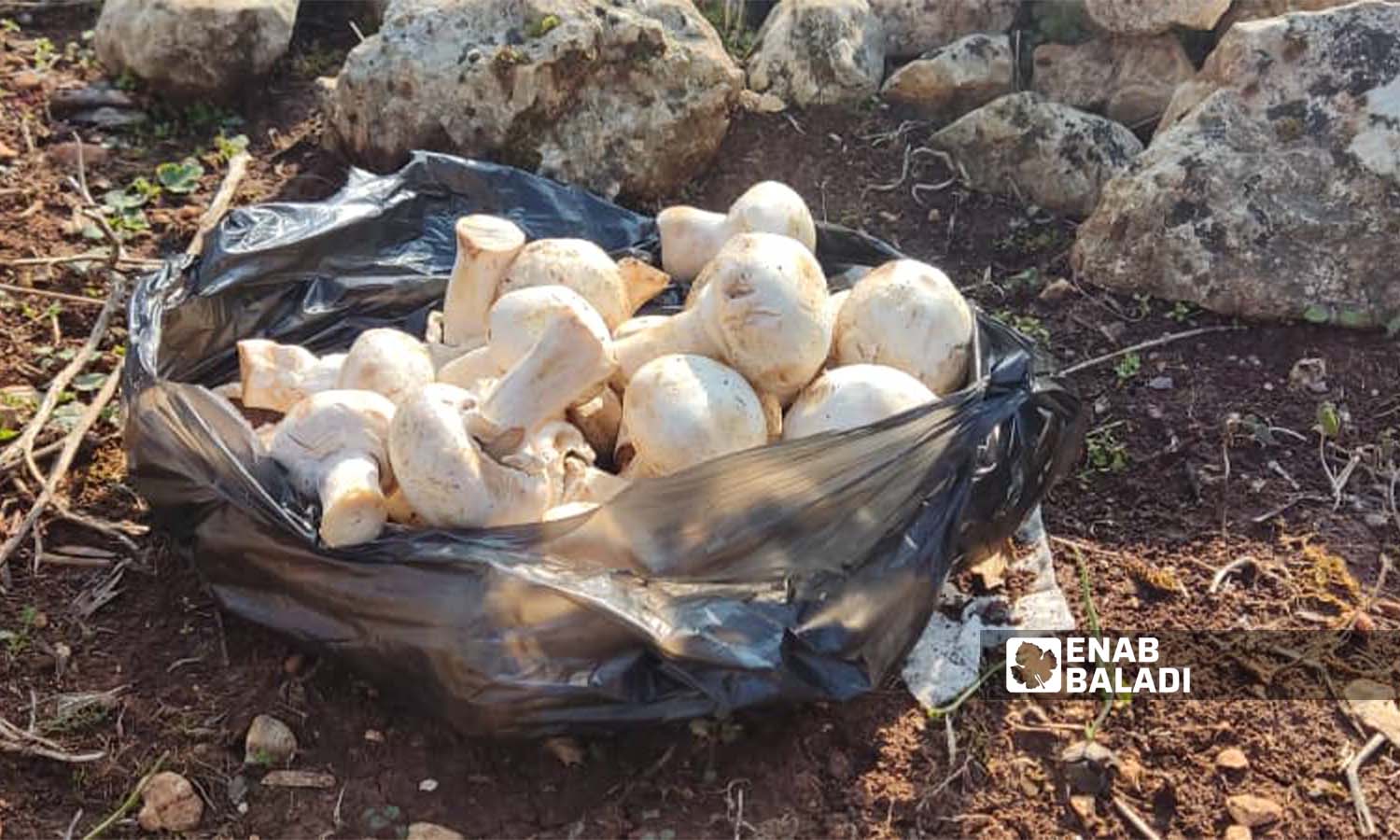 Collecting mushrooms in Idlib region (Enab Baladi / Hadia Mansour)
