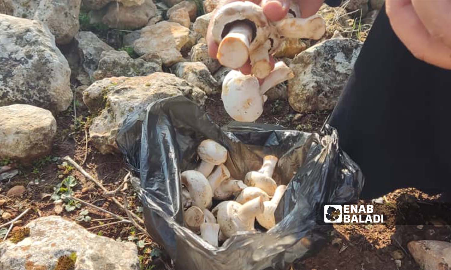 Collecting mushrooms in Idlib region (Enab Baladi / Hadia Mansour)