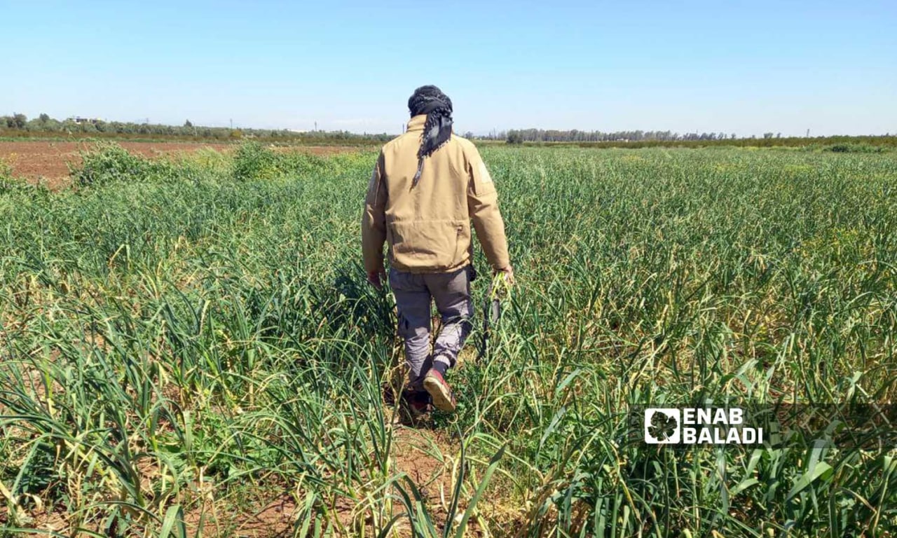 A farmer in his field in the western countryside of Daraa - 12 April 2022 (Enab Baladi / Halim Muhammad)