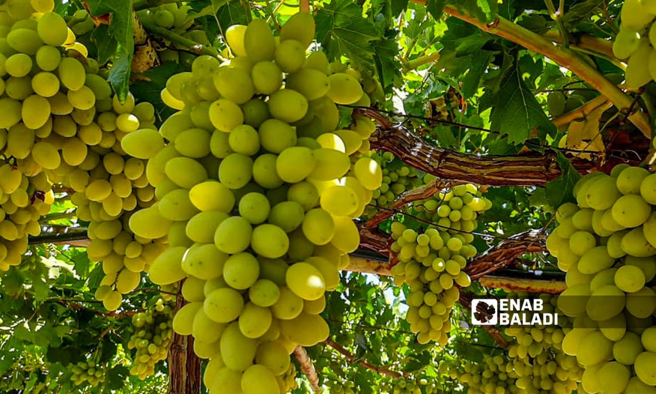 Grapes pergola in the town of Harem, north of Idlib - 7 April 2022 (Enab Baladi/Iyad Abdul Jawad)