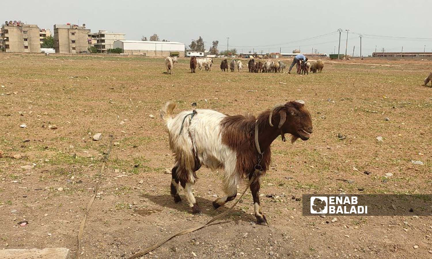 A herd of sheep in an agricultural land that was leased from a farmer in southern Qamishli - 18 April 2022 (Enab Baladi / Majd al-Salem)