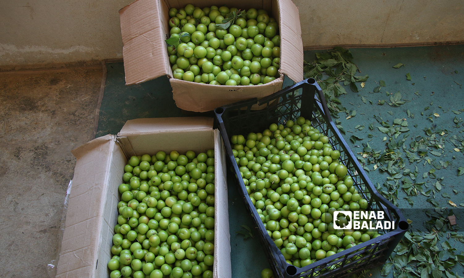 Green plums harvested from Darkush farmlands near the Orontes River Basin in northwestern Syria - 21 May 2022 (Enab Baladi)