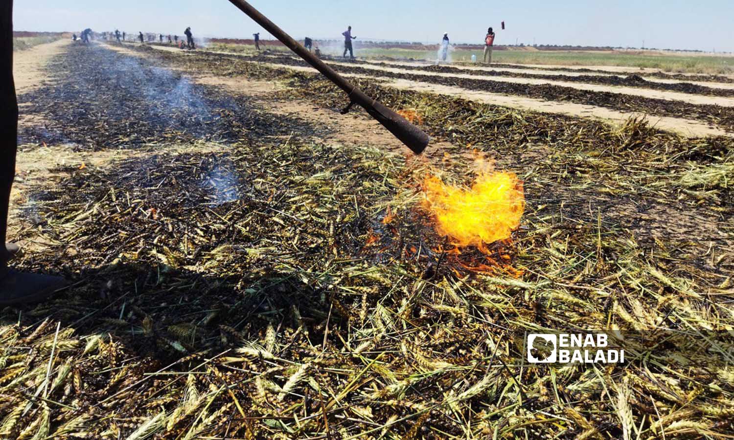 The burning of the wheat crop before it is ripened to prepare freekeh grains in the eastern countryside of Idlib - 13 May 2022 (Enab Baladi)