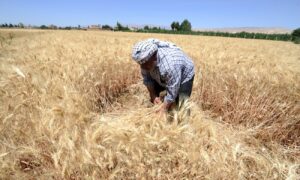 Wheat harvest in al-Hasakah countryside - 2021 (North Press Agency)
