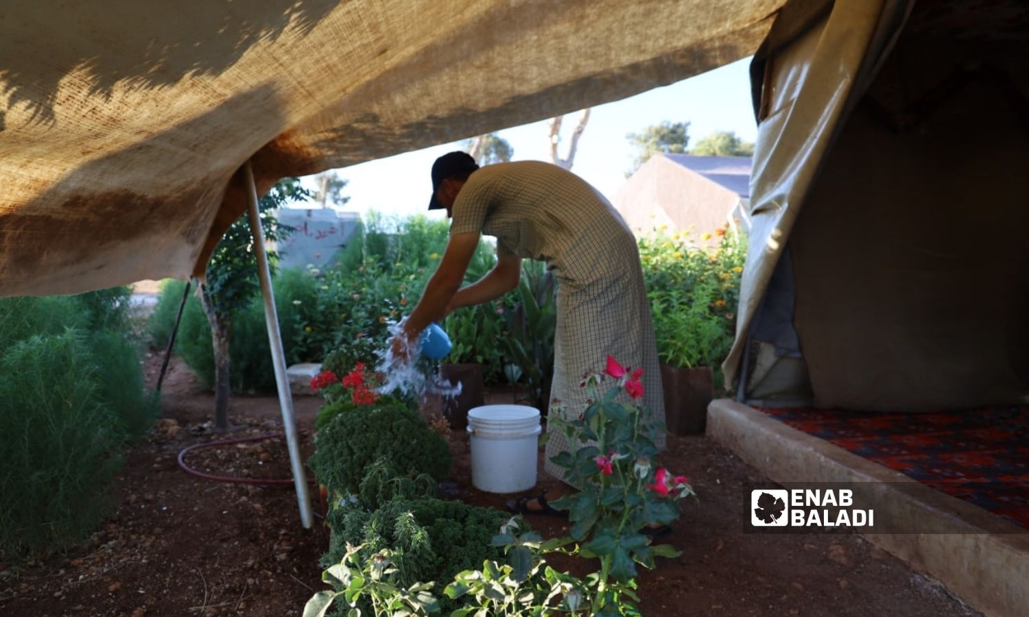 Displaced people in the camps of Afrin area in Aleppo countryside planting flowers around their tents - 25 July 2022 (Enab Baladi/Amir Kharboutli)