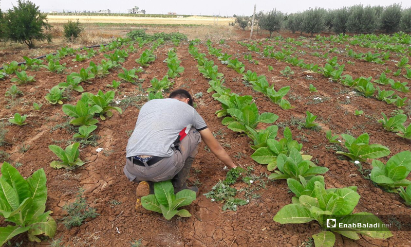 A farmer removes weeds from the tobacco crop near the town of al-Ash’ari in the western countryside of Daraa - 11 July 2022 (Enab Baladi/Halim Muhammad)