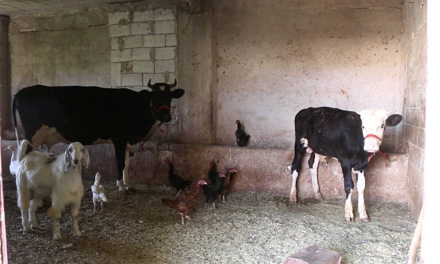 A cowshed in Idlib city - 26 June 2022 (Enab Baladi/Iyad Abdul Jawad)