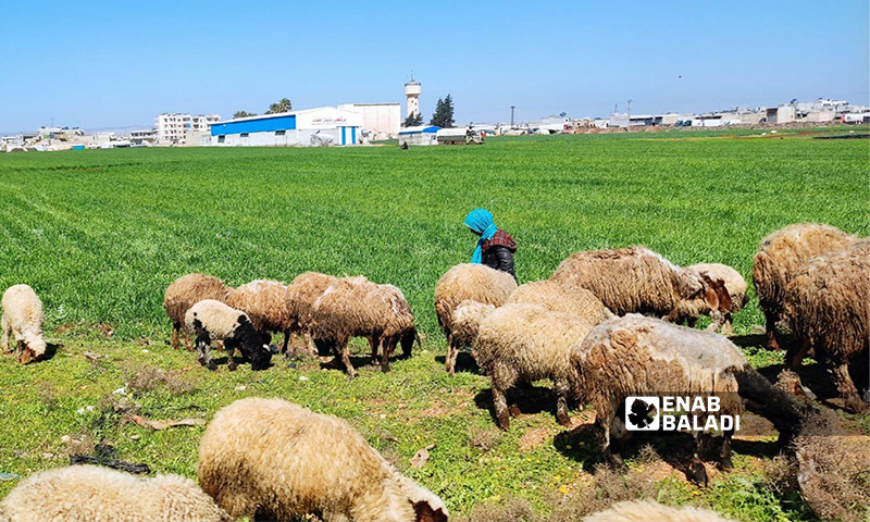 A herd of sheep in Idlib countryside (Enab Baladi/Huda al-Kulaib)