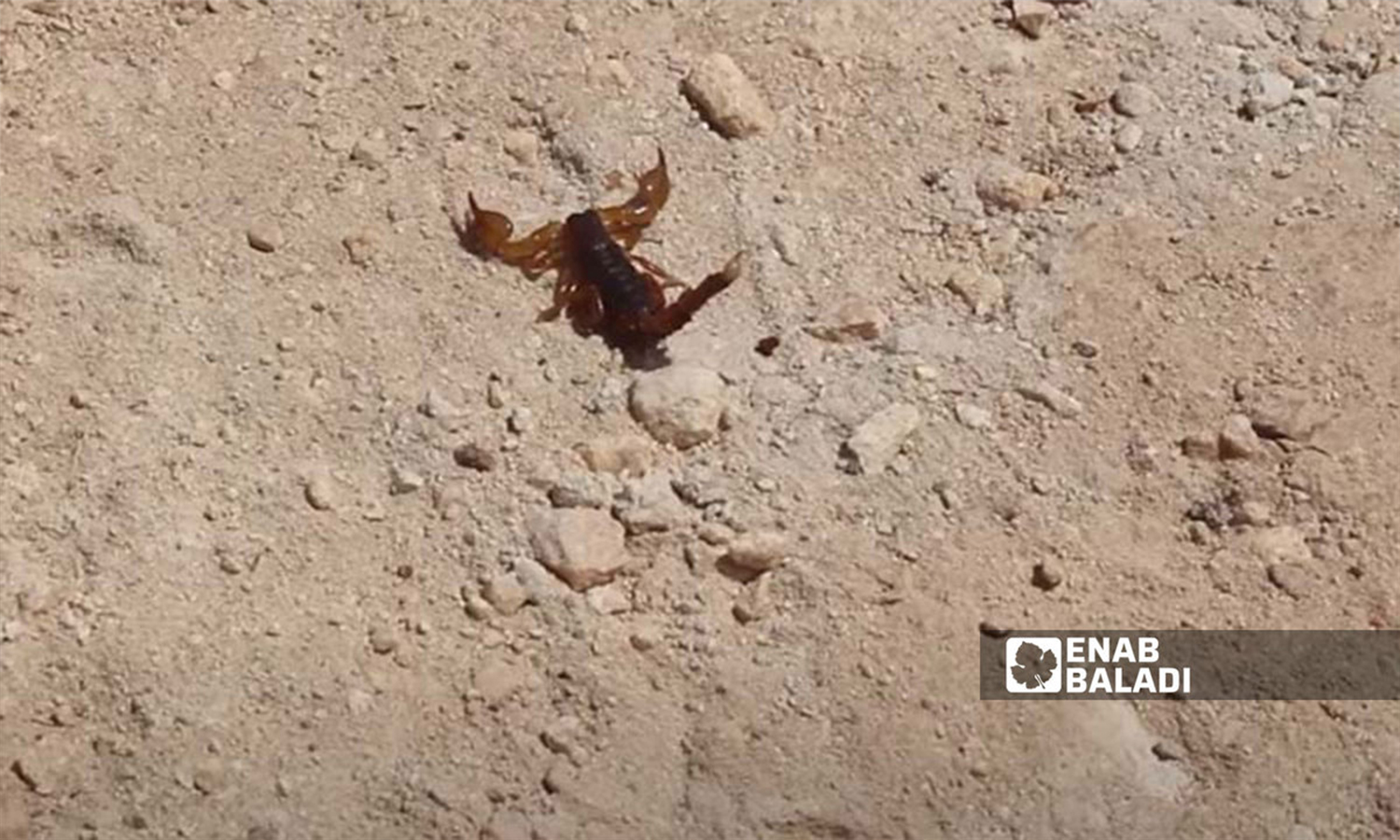 Scorpions spread in the IDP Balioun camp near the village of Kafr Arouq in the northern countryside of Idlib - 23 June 2021 (Enab Baladi)