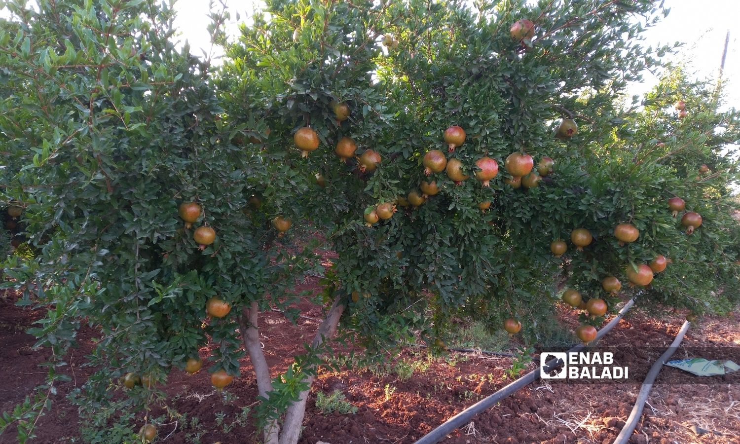 A pomegranate field in the western countryside of Daraa - 17 August 2022 (Enab Baladi / Halim Muhammad)