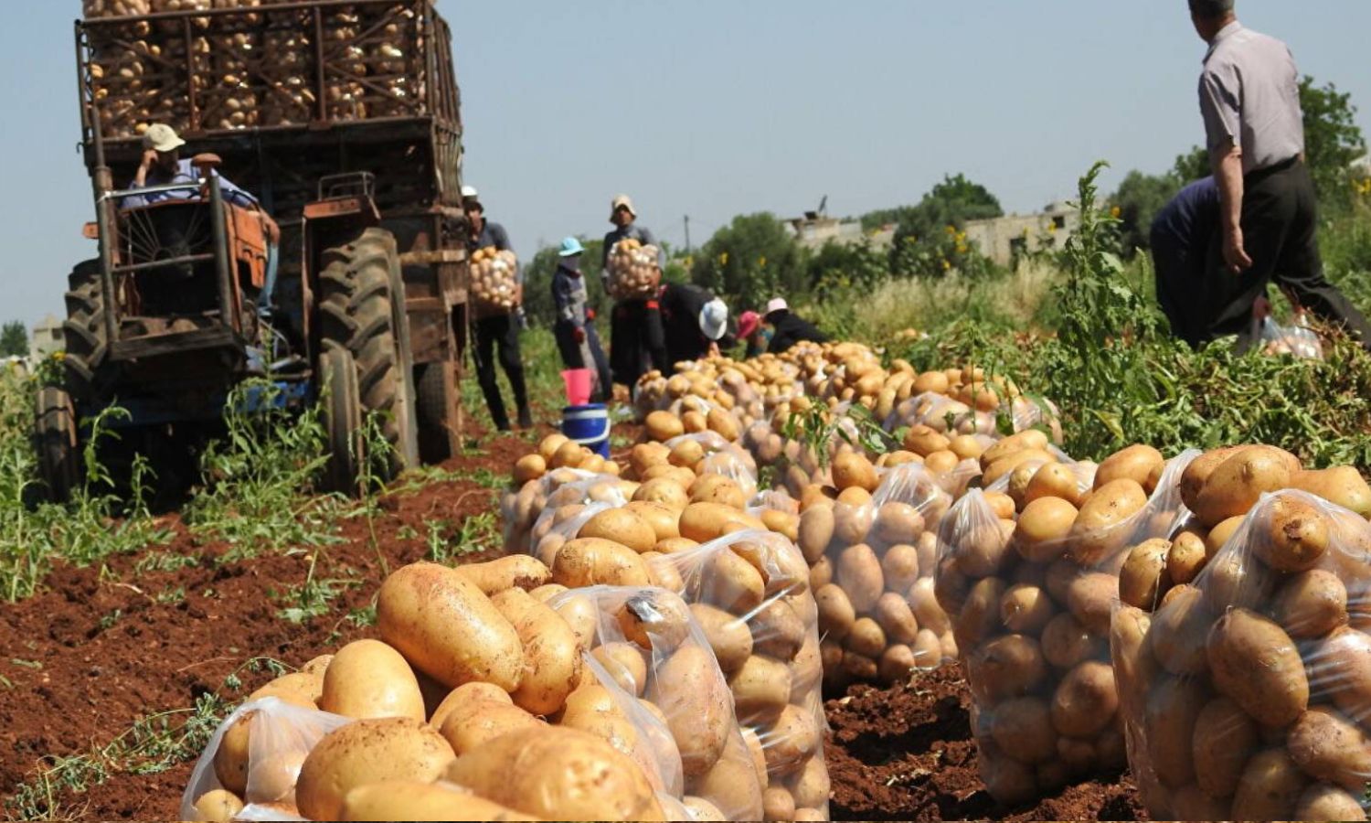 Processing the potato crop in Syria for storage in cold storage rooms (al-Iqtisad al-Youm)