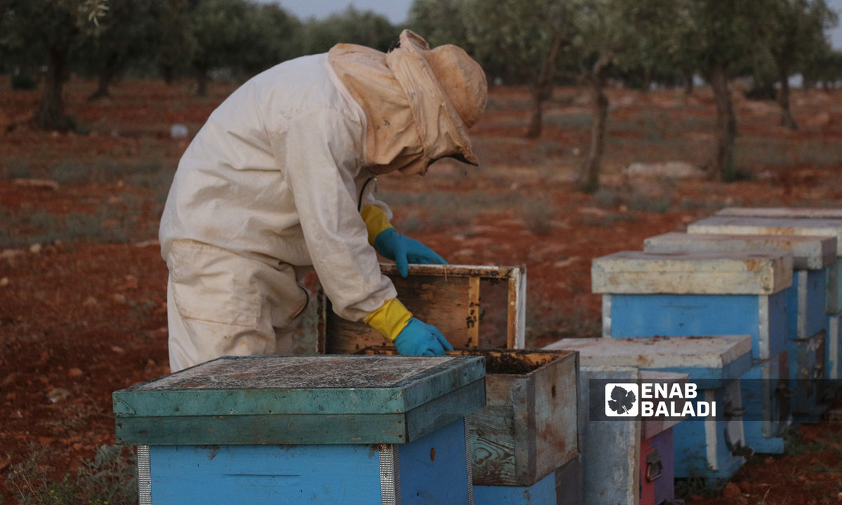 A beekeeper in the northern countryside of Idlib takes care of his beehives - 18 July 2022 (Enab Baladi / Iyad Abdul Jawad)