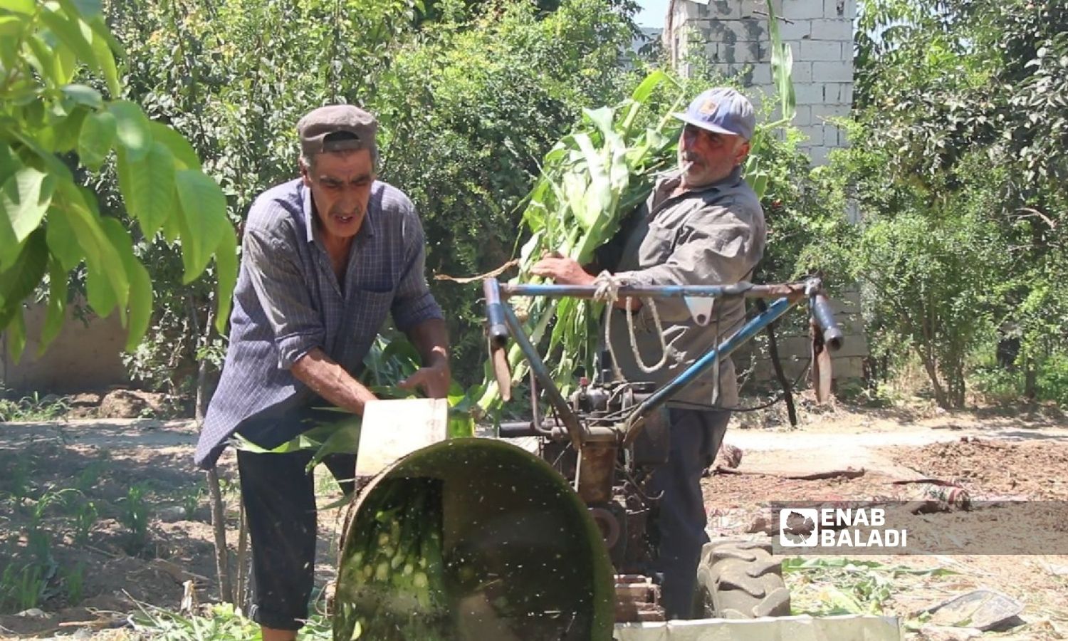 Planting green corn in Idlib countryside - 18 August 2022 (Enab Baladi / Mohammad Naasan Dabel)