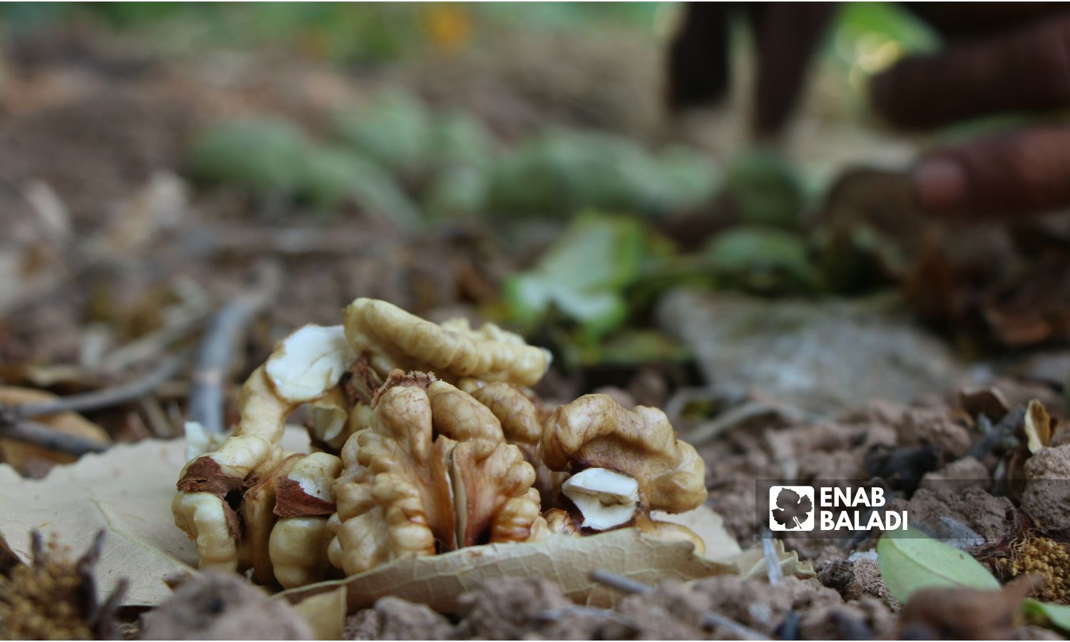 Newly picked walnuts in the town of Darkush, Idlib countryside - 07 September 2022 (Enab Baladi/Mohammad Nasan Dabel)
