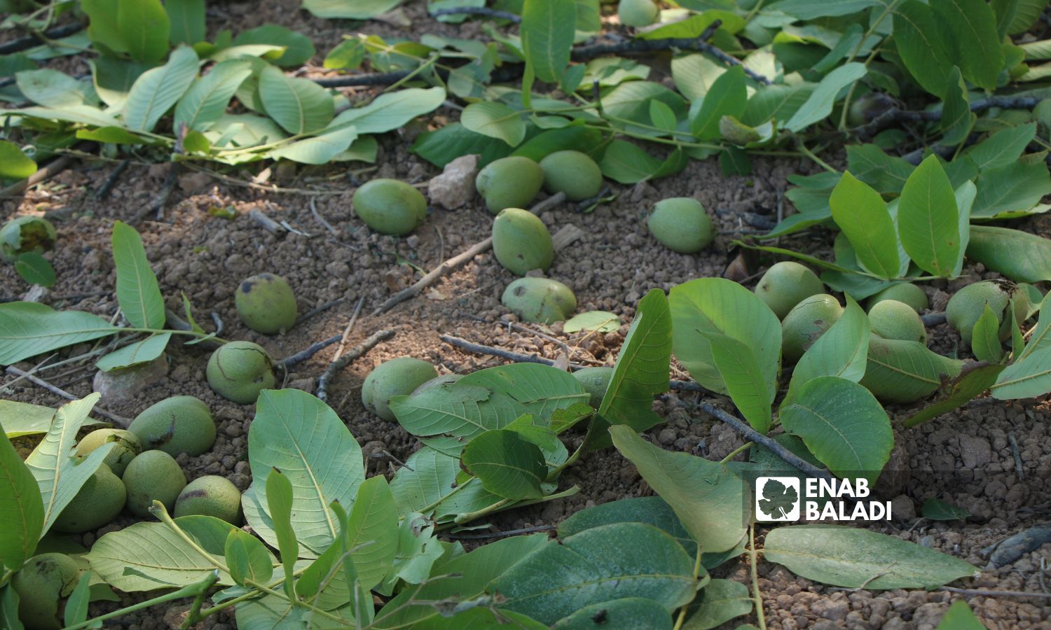 Fresh green walnuts on the ground in the town of Darkush, Idlib countryside - 07 September 2022 (Enab Baladi/Mohammad Nasan Dabel)

