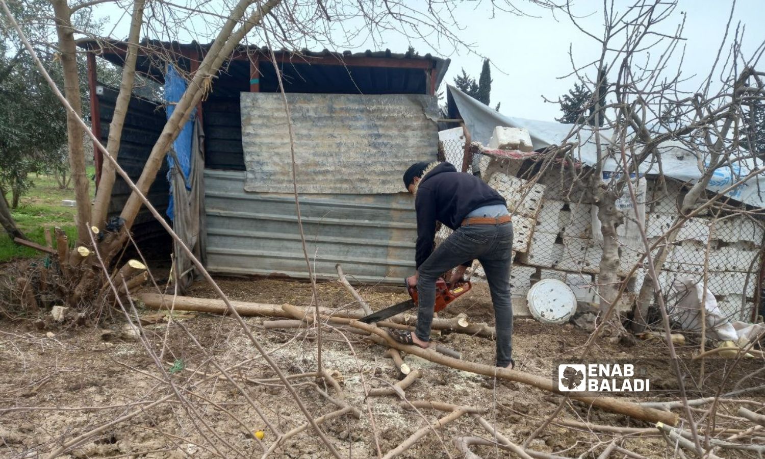 A young man collecting firewood from farmlands in the western countryside of Daraa (Enab Baladi / Halim Muhammad)