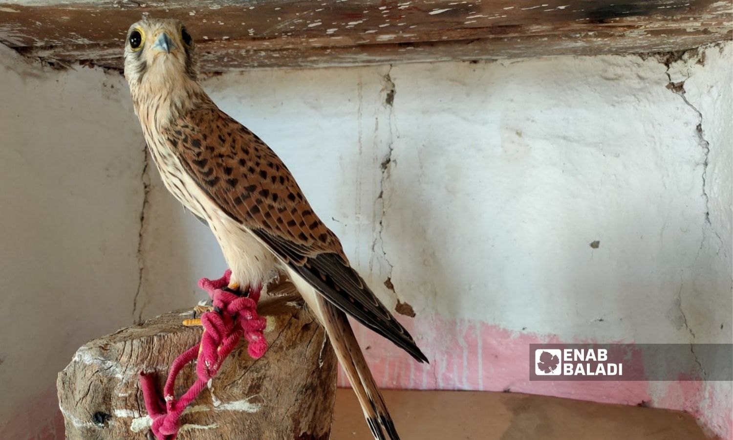Hunters use the Eurasian sparrowhawk to trap Saker falcons in the northeastern Qamishli region - 20 August 2022 (Enab Baladi / Majd al-Salem)