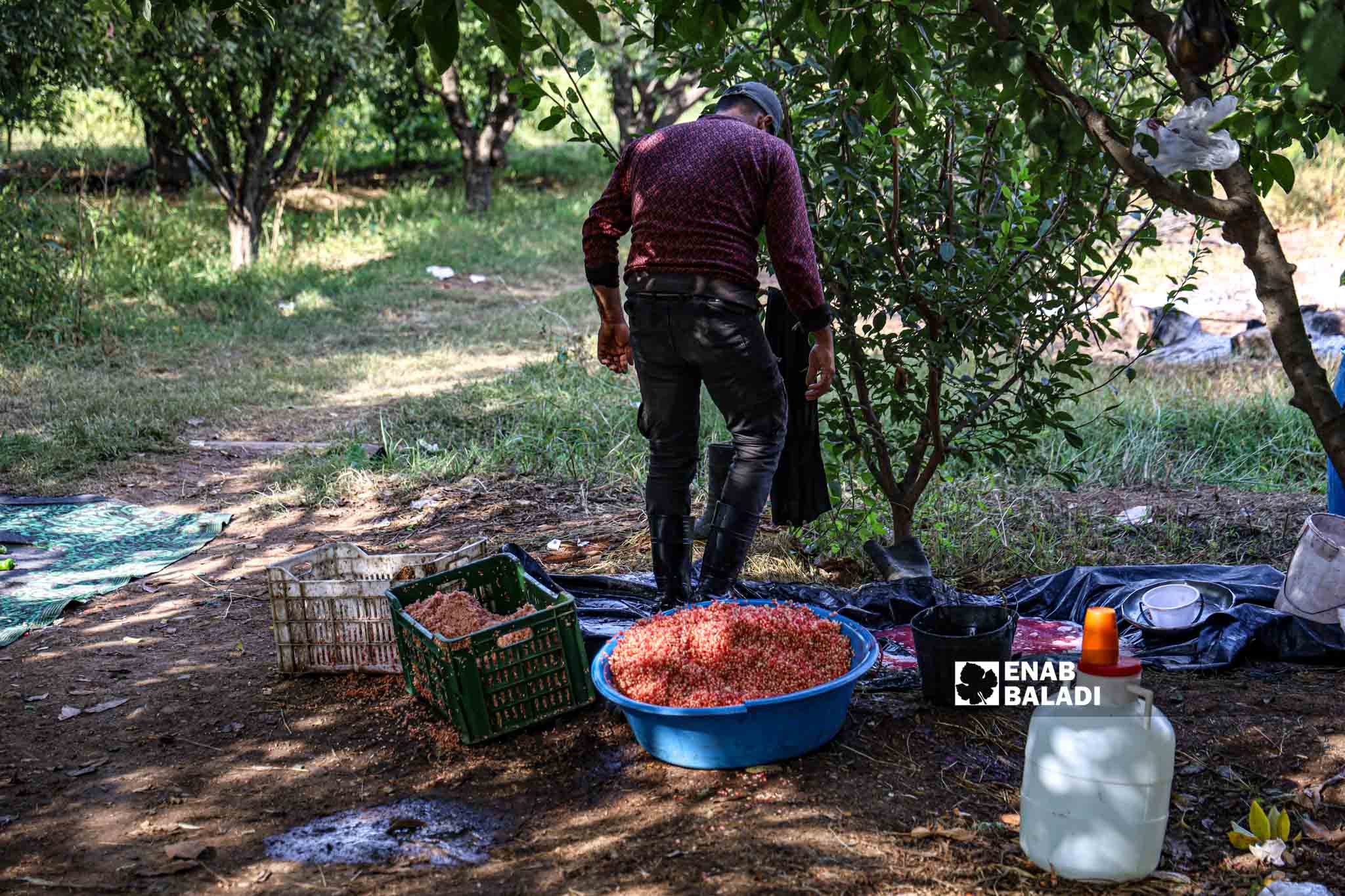 A farmer squeezes pomegranates in the traditional way to use later in the making of molasses in Basoutah village in Afrin region, Aleppo countryside - 18 October 2022 (Enab Baladi / Amir Kharboutli)
