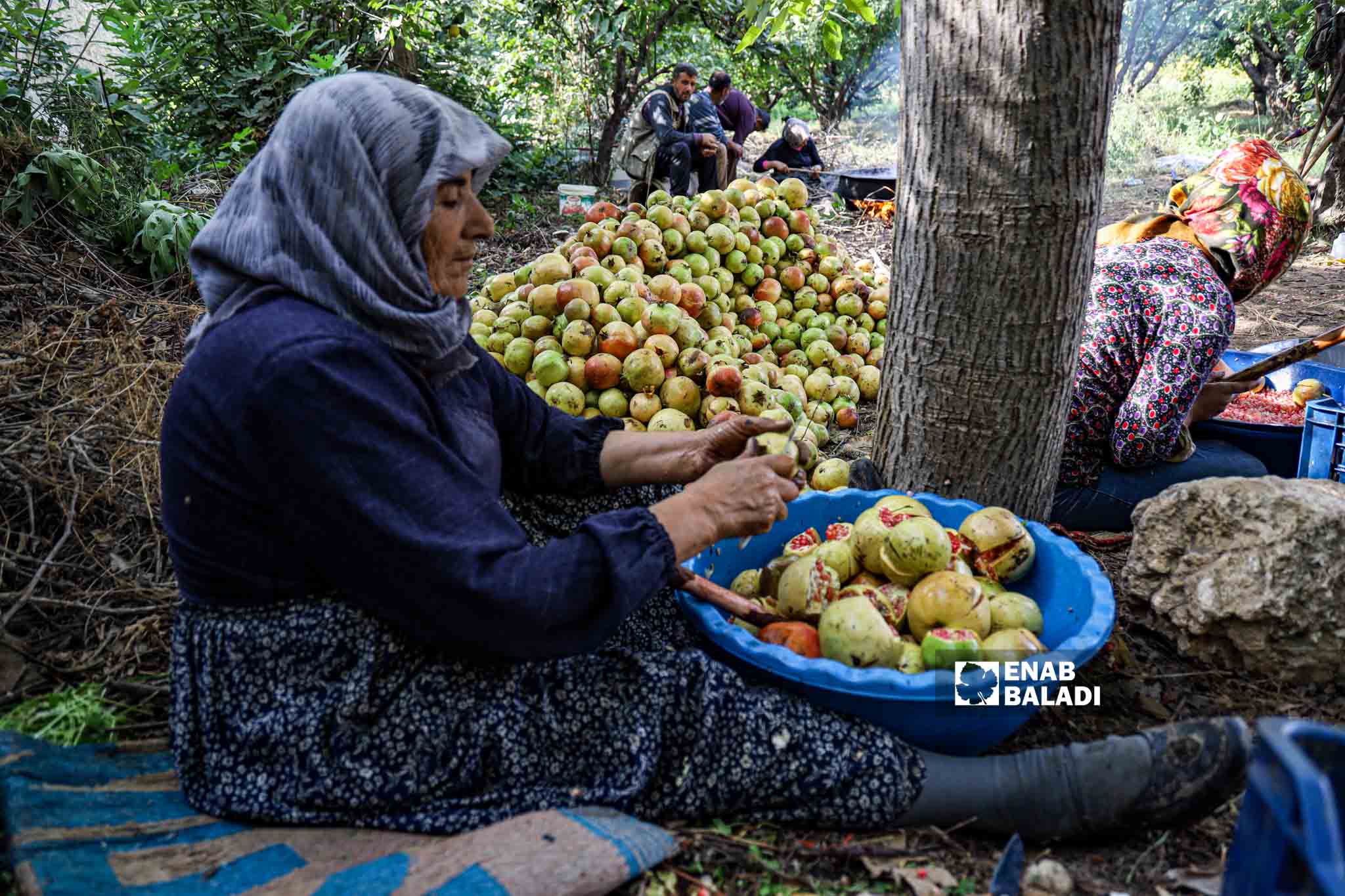 A woman cuts open pomegranates to use later in the making of molasses in Basoutah village in Afrin region, Aleppo countryside - 18 October 2022 (Enab Baladi / Amir Kharboutli)
