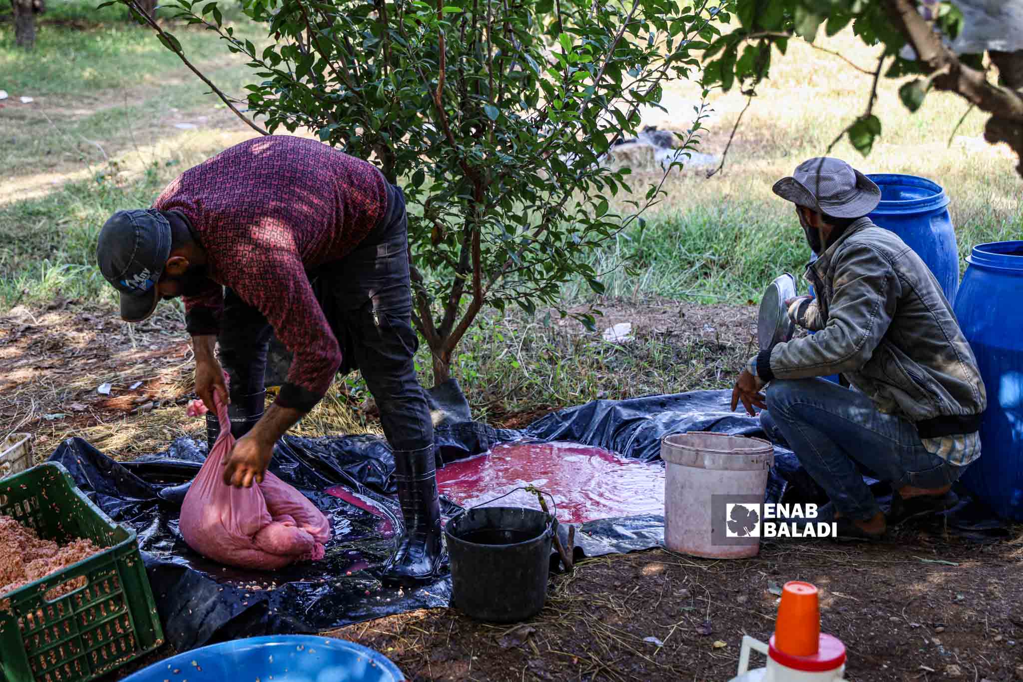 Farmers squeeze pomegranates and boil the juice in the traditional way to use later in the making of molasses in Basoutah village in Afrin region, Aleppo countryside - 18 October 2022 (Enab Baladi / Amir Kharboutli)
