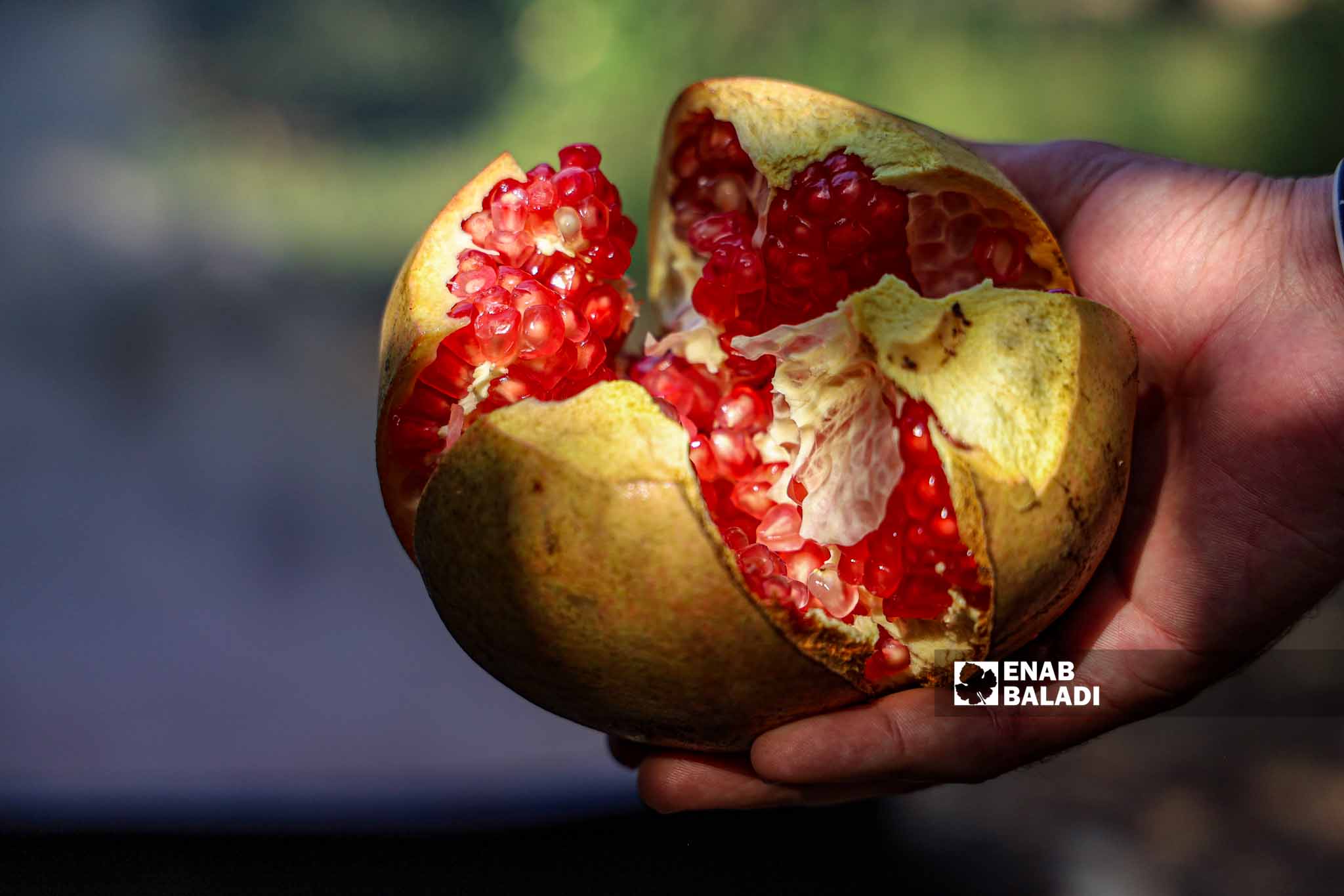 Pomegranate picking season in Basoutah village in Afrin region, Aleppo countryside - 18 October 2022 (Enab Baladi / Amir Kharboutli)
