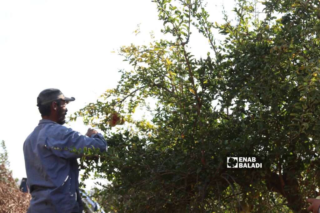 Farmers pick pomegranates in Basoutah village in Afrin region, Aleppo countryside - 18 October 2022 (Enab Baladi / Amir Kharboutli)