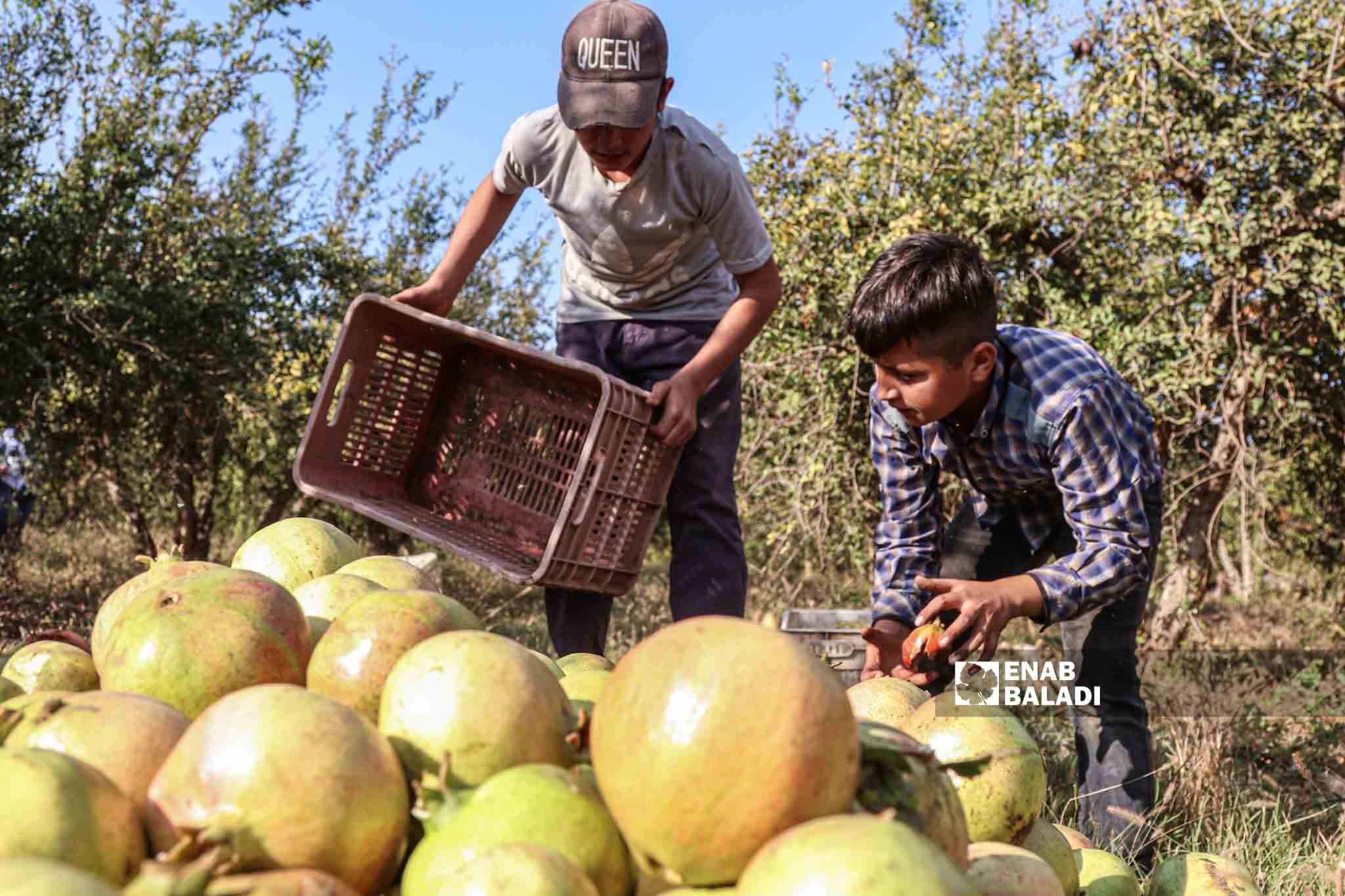 Children of farmers pick pomegranates in Basoutah village in Afrin region, Aleppo countryside - 18 October 2022 (Enab Baladi / Amir Kharboutli)
