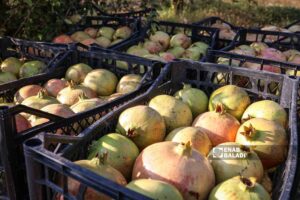 Pomegranate picking season in Basoutah village in Afrin region, Aleppo countryside - 18 October 2022 (Enab Baladi / Amir Kharboutli)