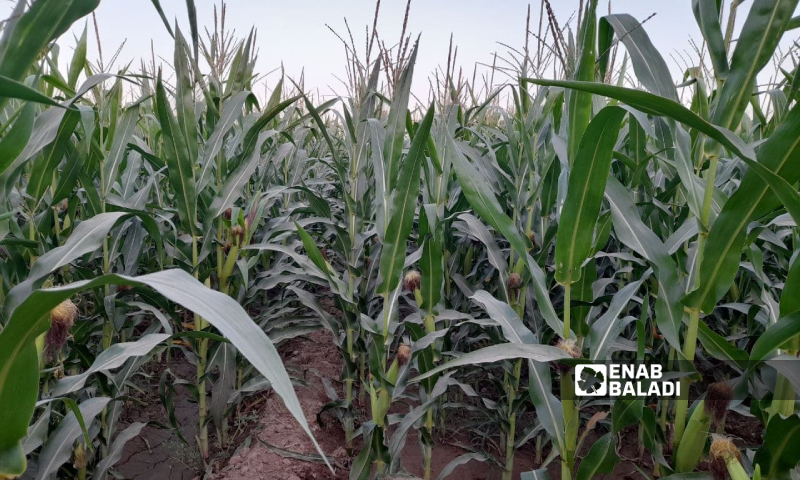 A corn field in Raqqa countryside - 10 October 2021 (Enab Baladi/Hussam al-Omar)