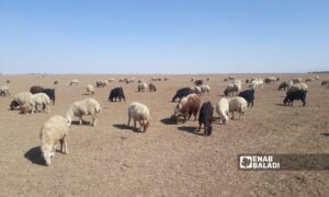 A flock of sheep in Qamishli - August 2022 (Enab Baladi/ Majd al-Salem)