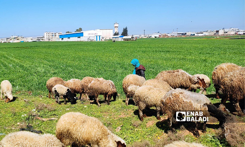 A flock of sheep in Idlib countryside (Enab Baladi/Huda al-Kulaib)