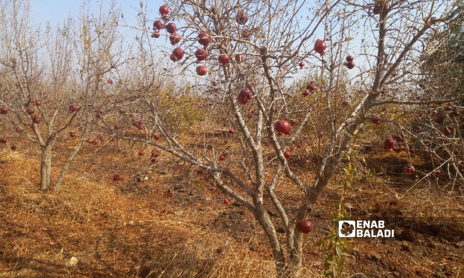 The pomegranate crop was affected by the drought in the western countryside of Daraa - 25 October 2022 (Enab Baladi/Halim Muhammad)