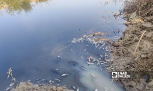 Dead fish on the banks of Orontes (Asi) River due to pollution resulting from olive oil presses - 16 November 2022 (Enab Baladi)
