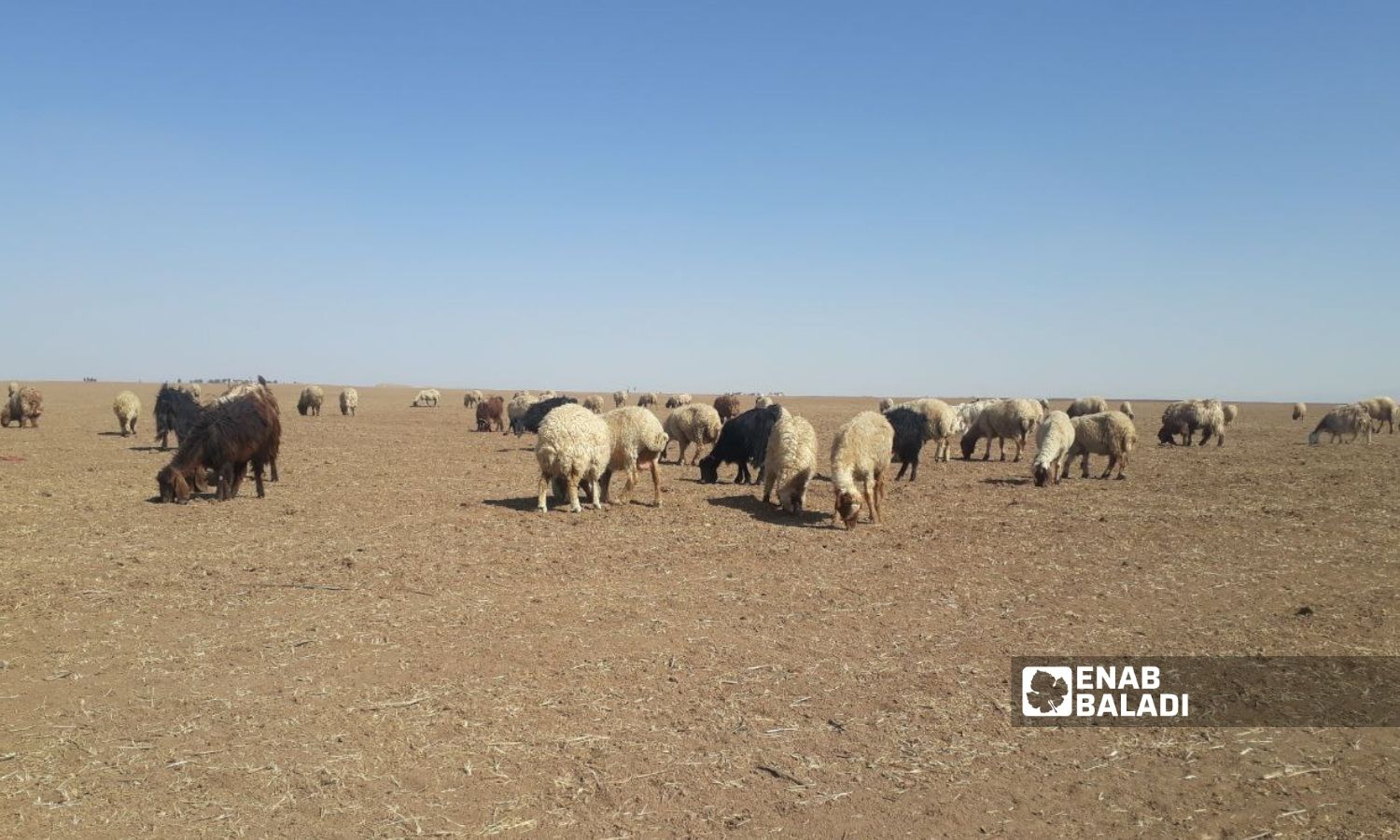 A pasture in the southern countryside of Qamishli city - July 2022 (Enab Baladi/Majd al-Salem)